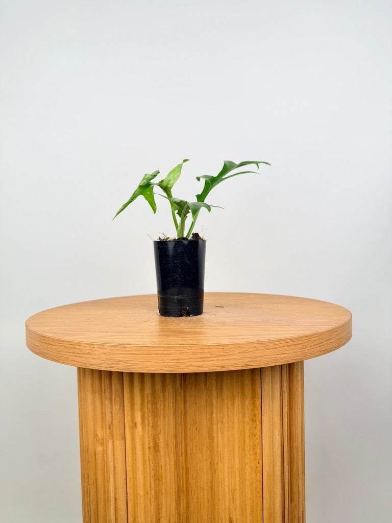 Philodendron Distantilobum