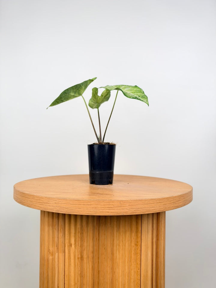 Caladium Bicolor - Frog in a Blender