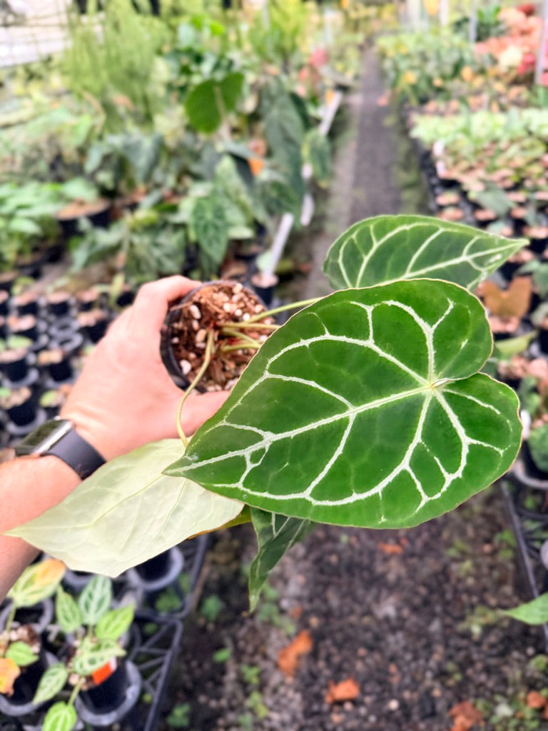 Handpicked #138 - Anthurium Crystallinum - Multi Headed