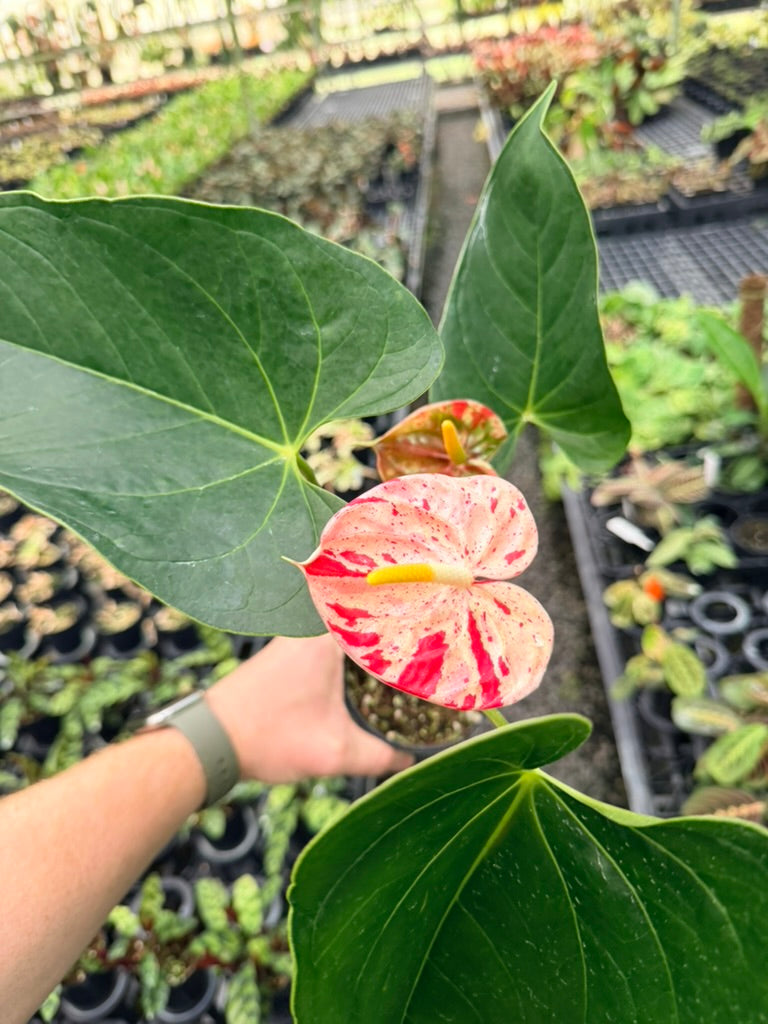 Handpicked #21 - Anthurium Andraeanum - Shibori