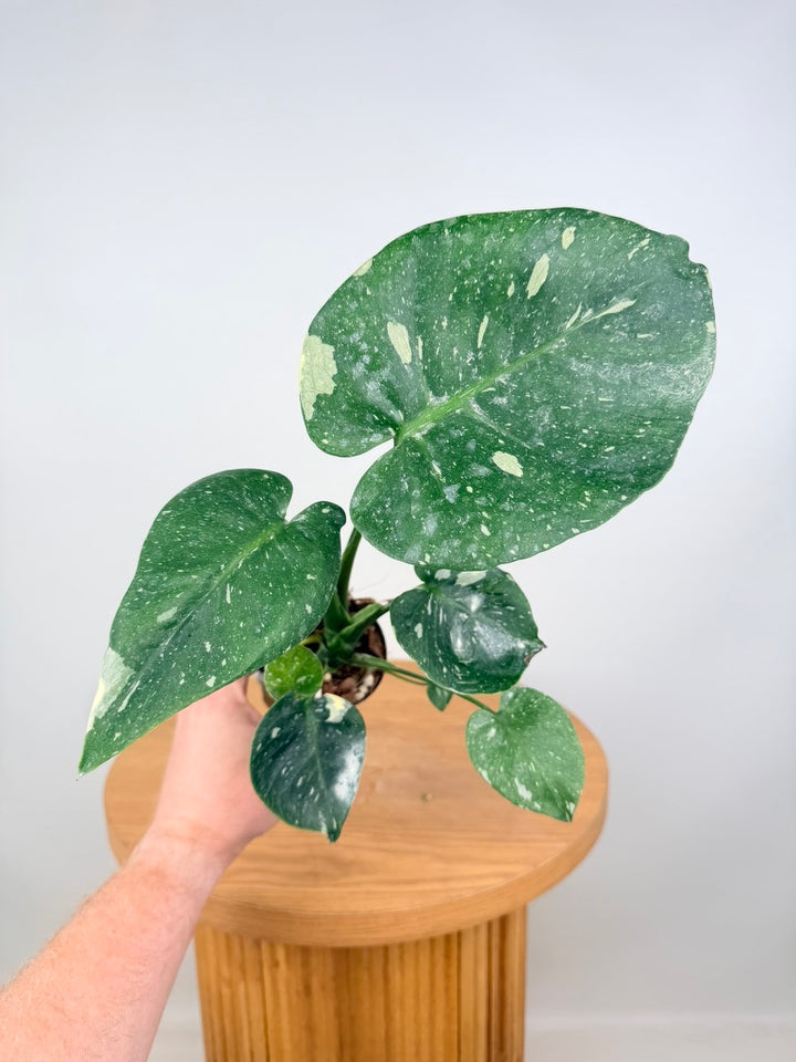 Monstera Deliciosa - Thai Constellation - Random Selection - Imperfect Foliage