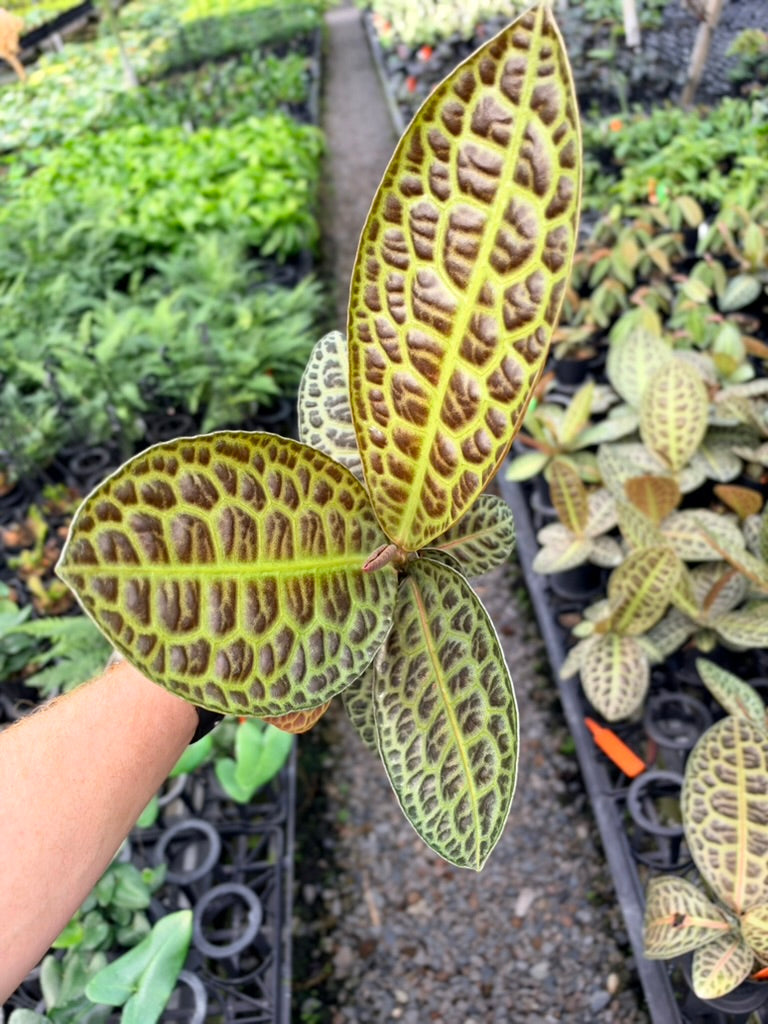 Handpicked #98 - Labisia Beccarii - Turtleback
