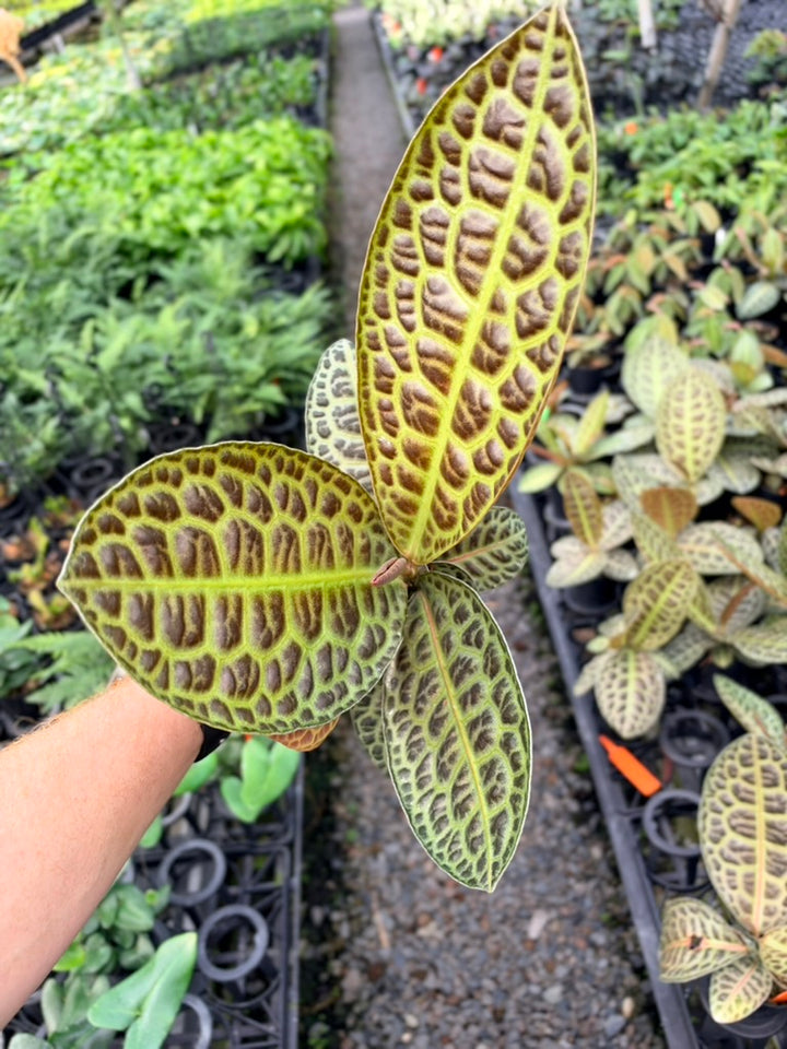 Handpicked #98 - Labisia Beccarii - Turtleback