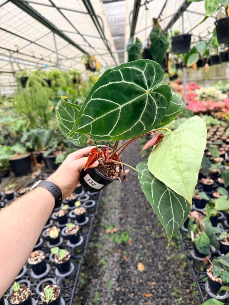 Handpicked #132 -  Anthurium Crystallinum - Multi Headed