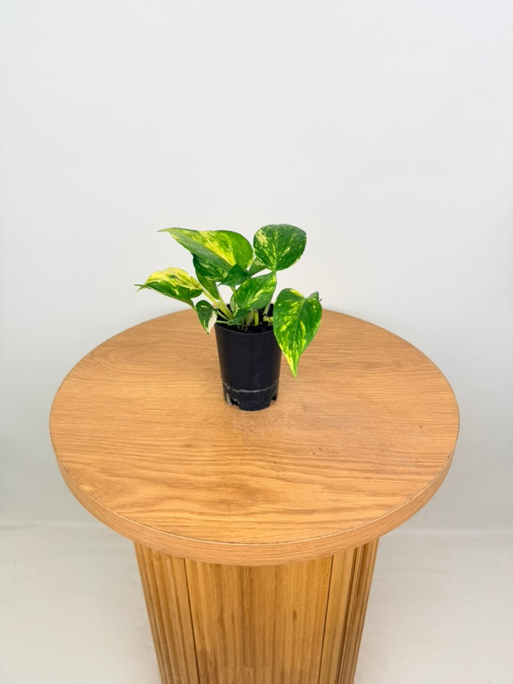 Epipremnum Aureum - Devils Ivy