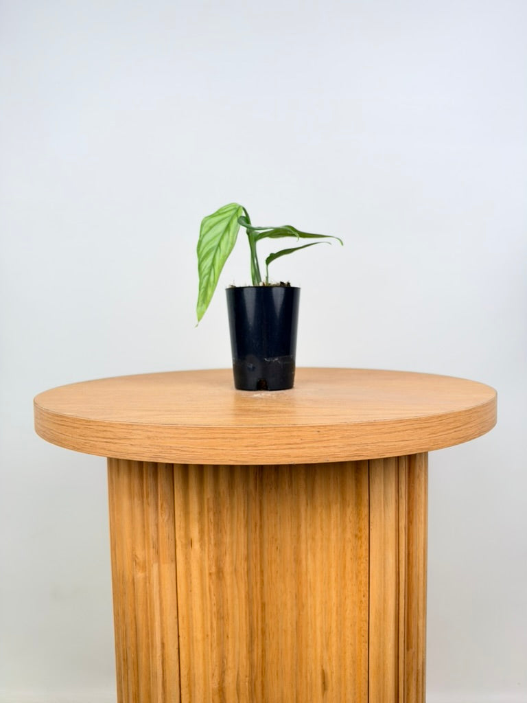 Monstera Obliqua - Filamentous