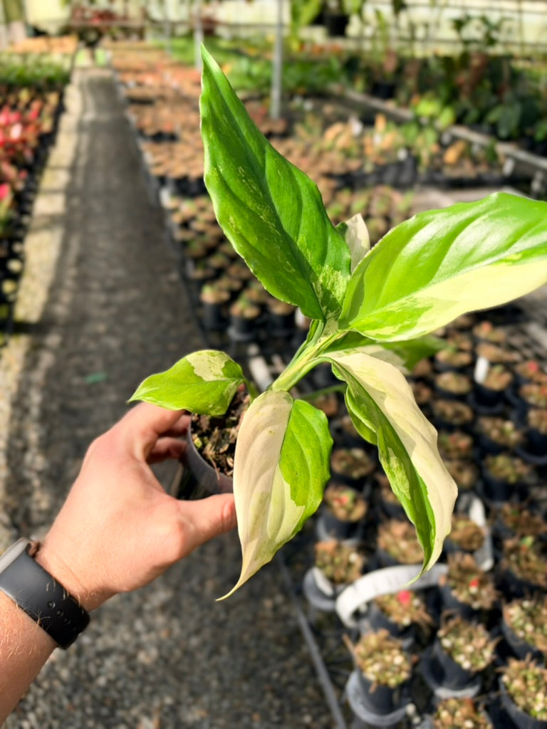 Handpicked #71 - Aglaonema Modestum Variegata