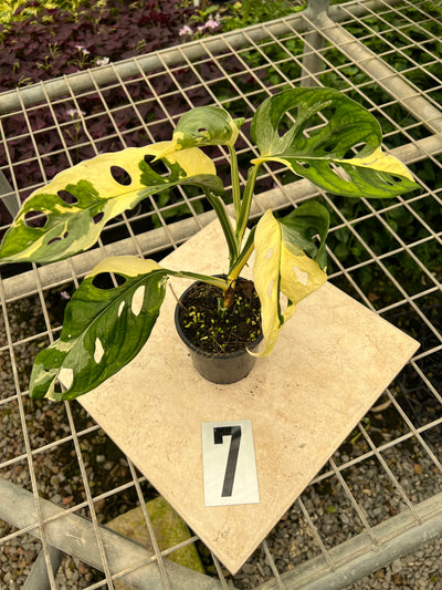 Monstera Adansonii Variegated Albo