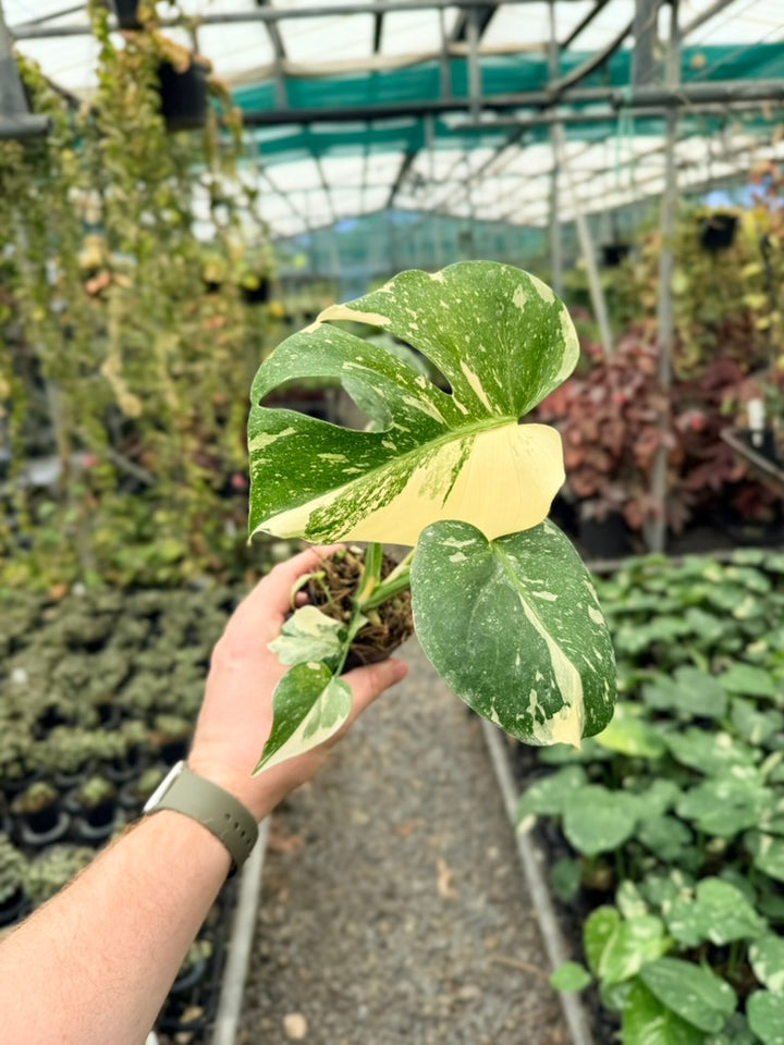 Monstera Deliciosa - Thai Constellation - Random Selection - Imperfect Foliage