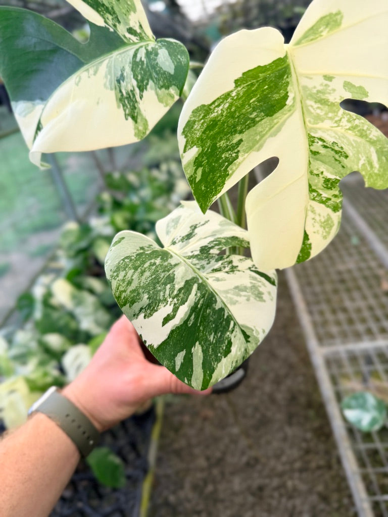Handpicked #137 - Monstera Deliciosa Borsigiana Variegated Albo