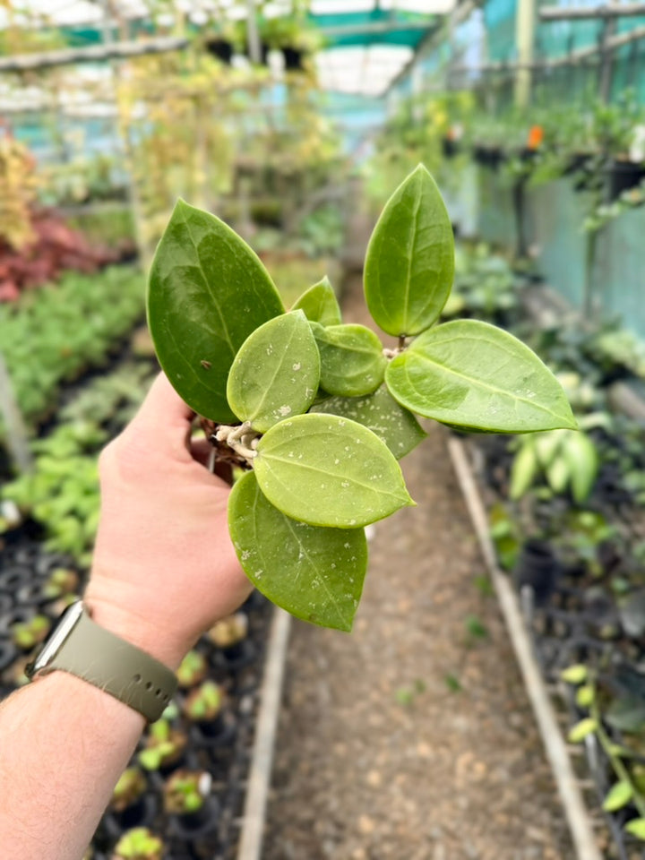 Hoya Parasitica - Heart Leaf