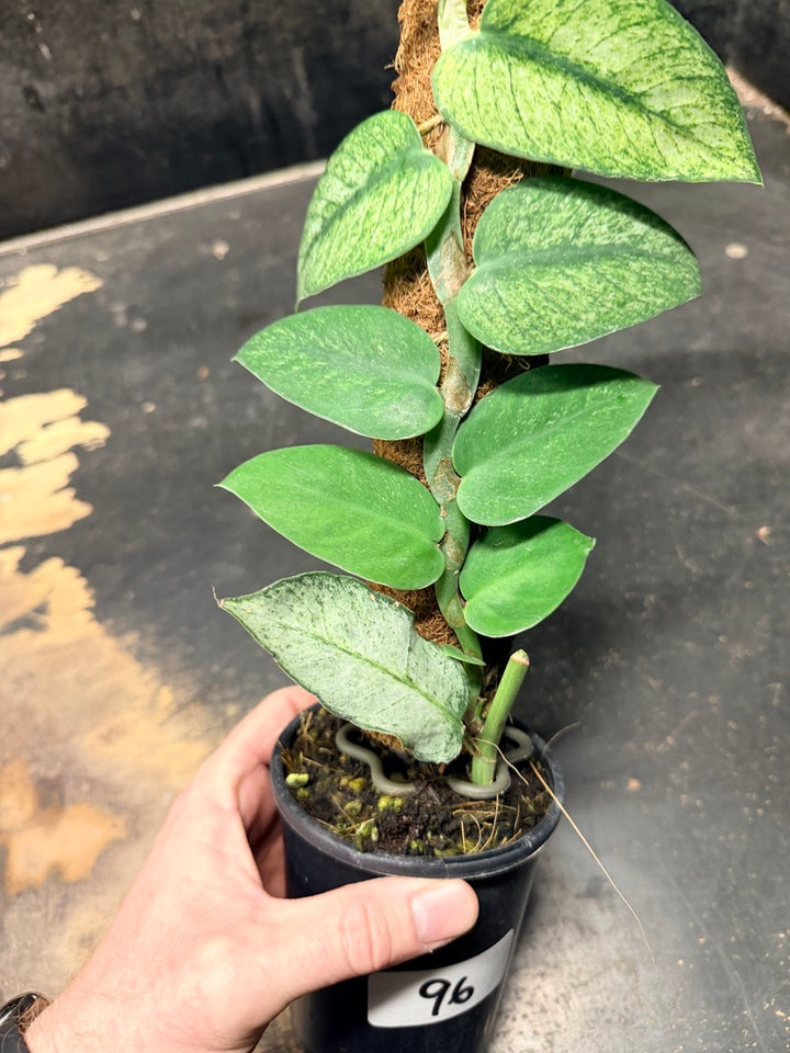 Handpicked #96 - Rhaphidophora Hongkongensis Mint Totem - 100mm Pot