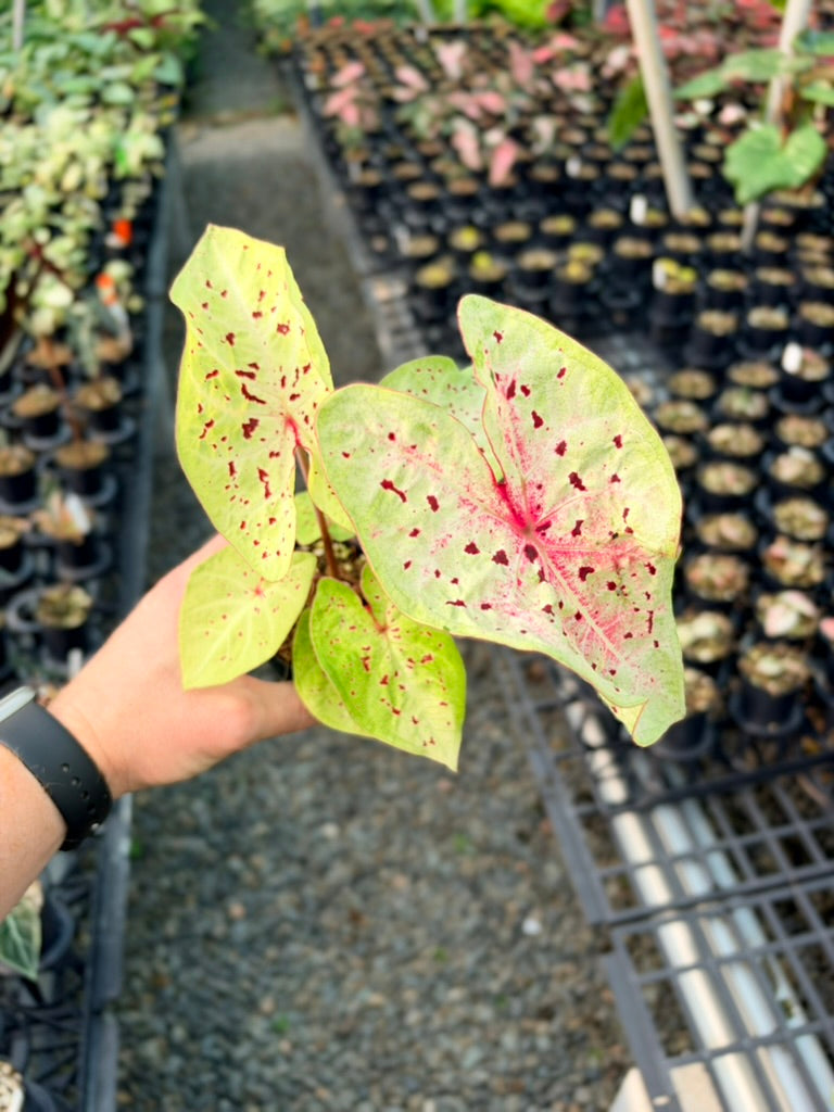 Handpicked #86 - Caladium Bicolor - Miss Muffet