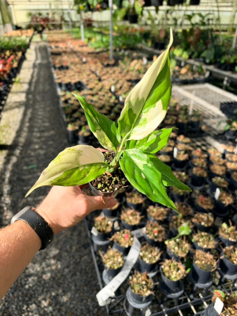 Handpicked #73 - Aglaonema Modestum Variegata