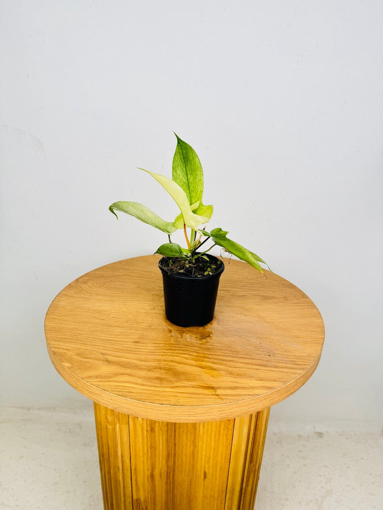 Philodendron Pedatum - Florida Ghost