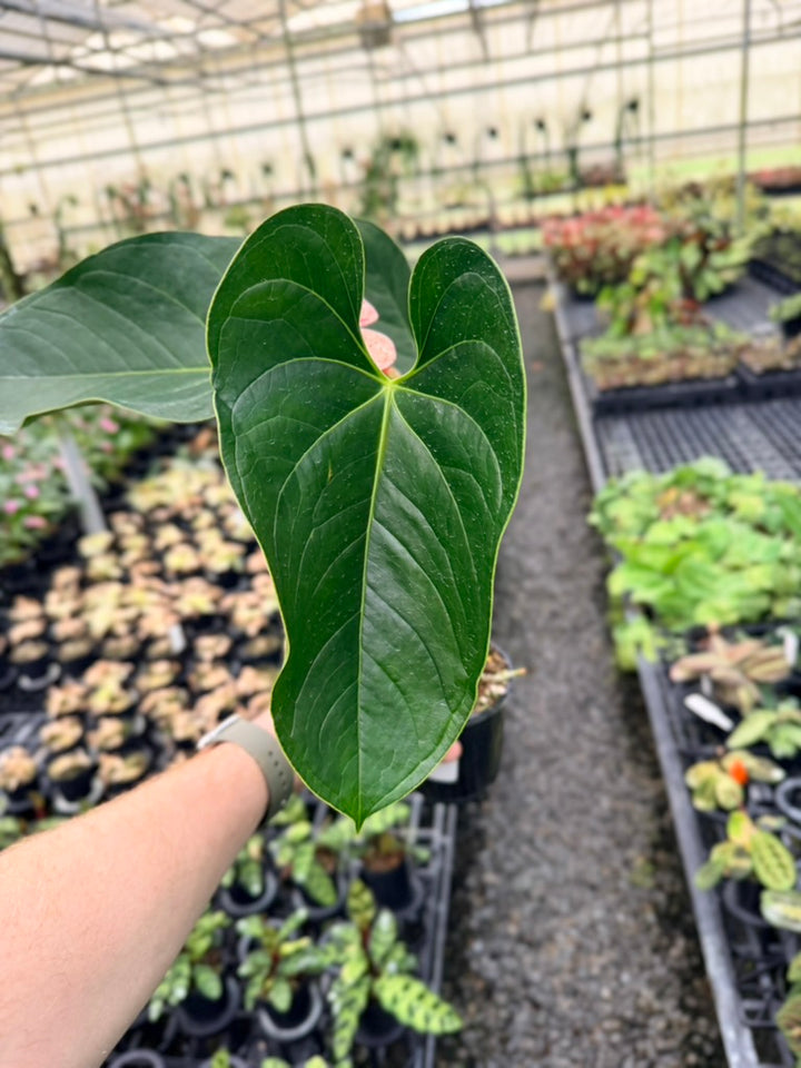 Handpicked #21 - Anthurium Andraeanum - Shibori
