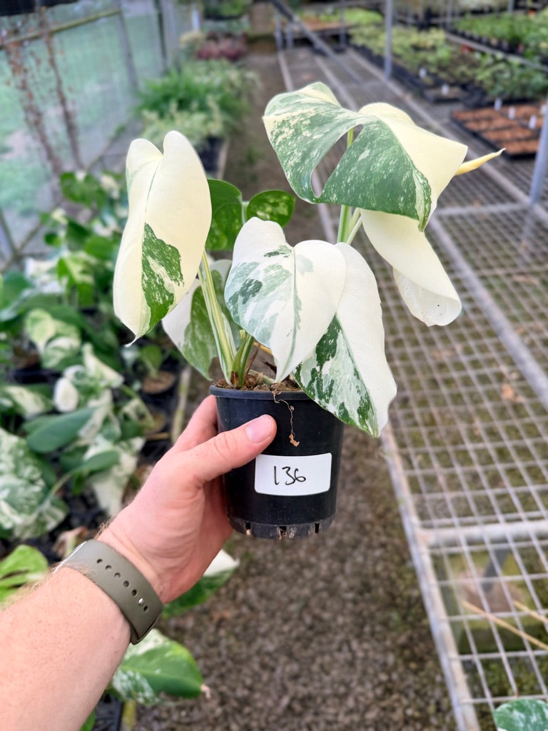 Handpicked #136 - Monstera Deliciosa Borsigiana Variegated Albo
