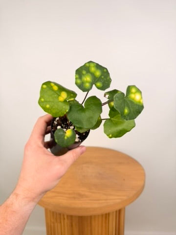 Farfugium Japonicum - Aureomaculatum