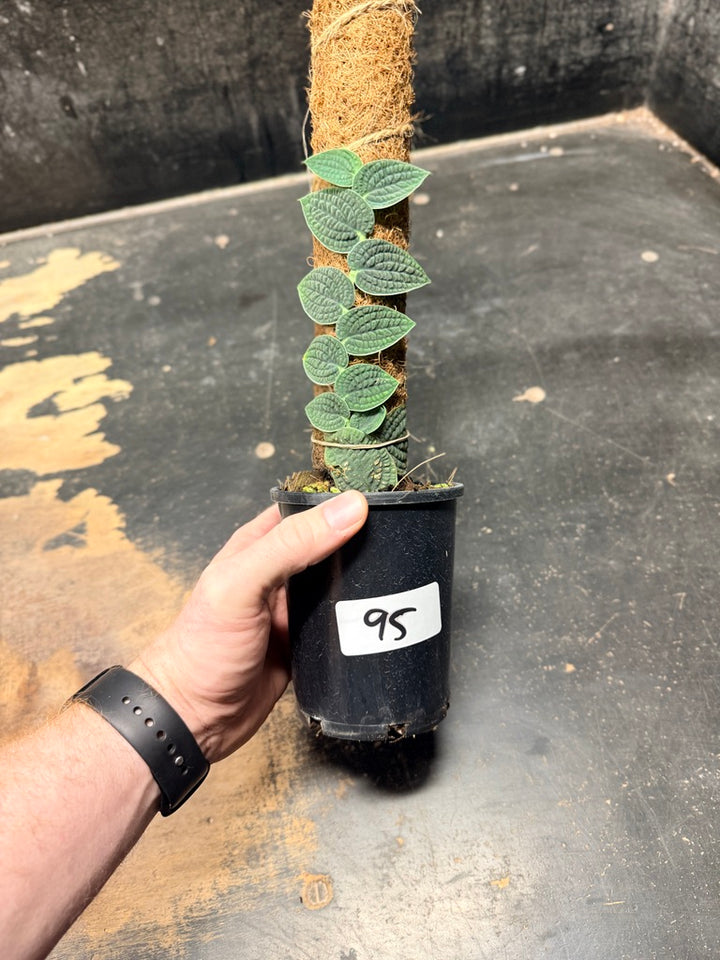Handpicked #95 - Rhaphidophora Versteegii Totem - 100mm Pot