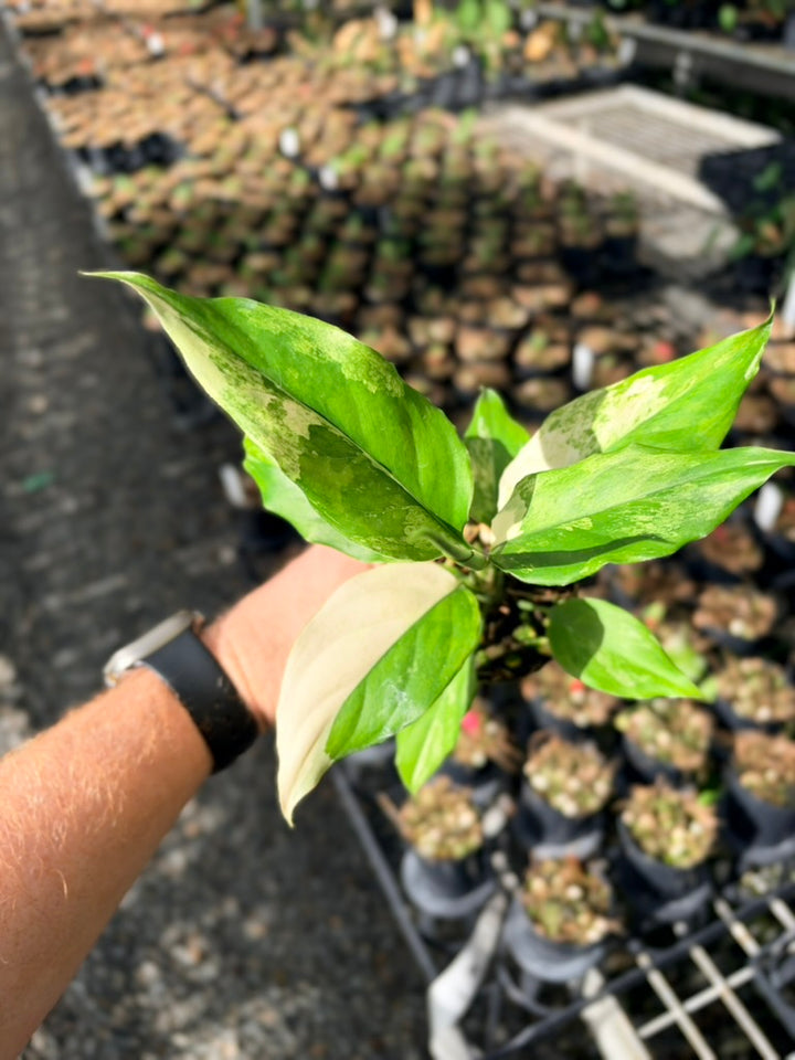 Handpicked #75 -Aglaonema Modestum Variegata