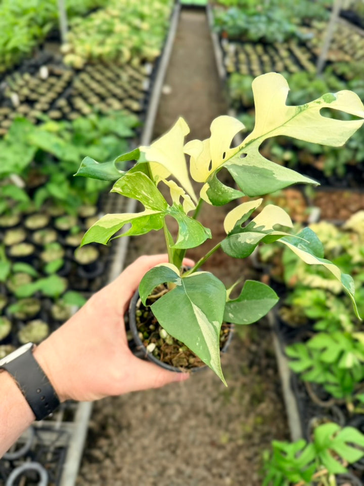 Handpicked #11 - Rhaphidophora Tetrasperma Variegata Albo