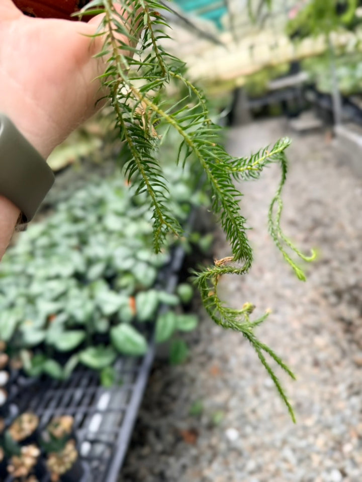 Handpicked #38 - Phlegmariurus squarrosus [Huperzia Squarrosa] - QLD Fine Rock Tassel Fern