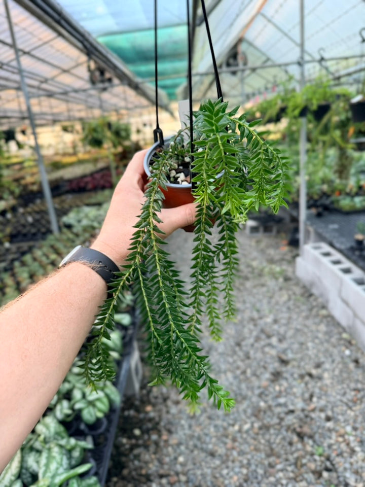 Handpicked #1 - Phlegmariurus Phlegmarioides X Phlegmariurus Ledermannii - Tassel Fern