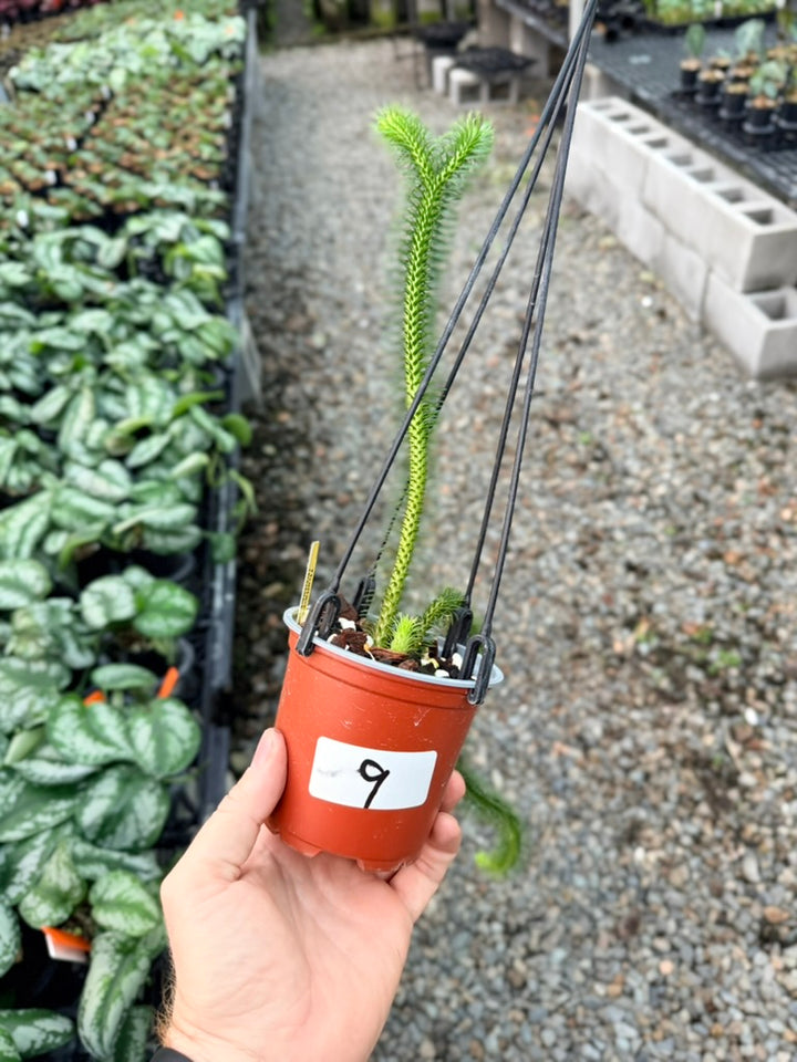 Handpicked #9 - Phlegmariurus squarrosus [Huperzia Squarrosa] - Thailand Large Rock Tassel Fern