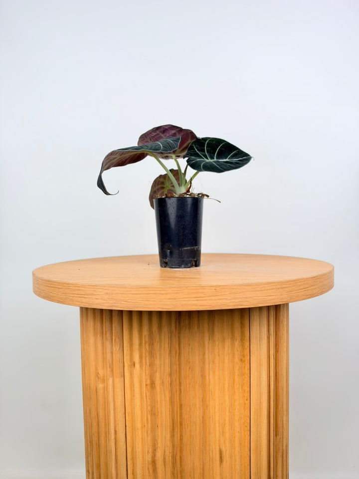 Alocasia Reginula - Black Velvet