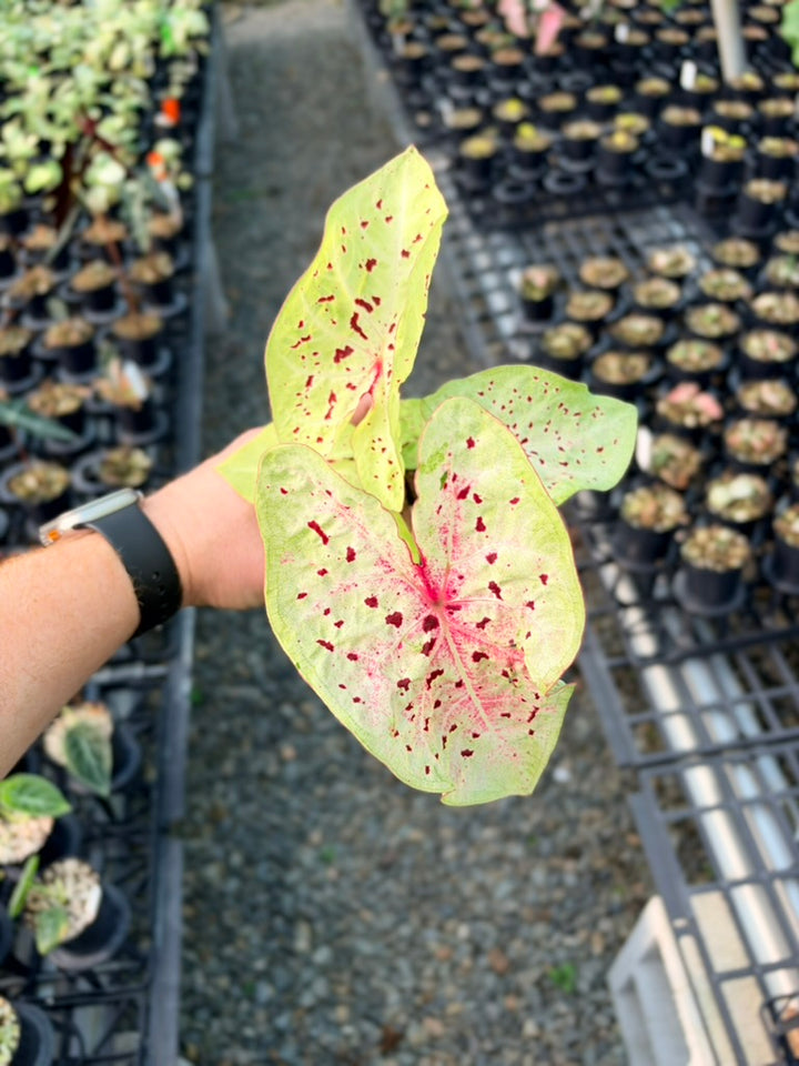 Handpicked #86 - Caladium Bicolor - Miss Muffet