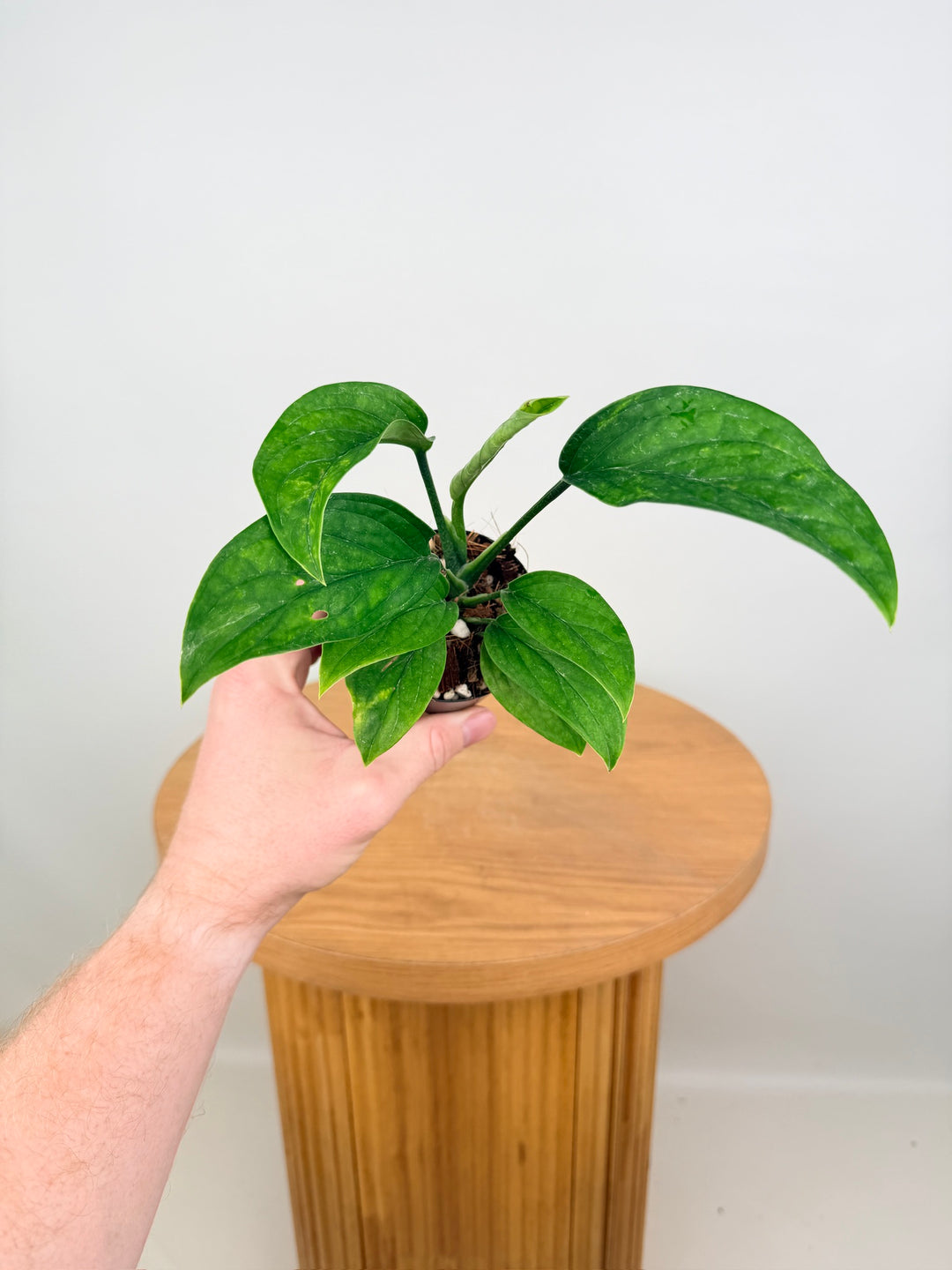 Monstera Pinnatipartita