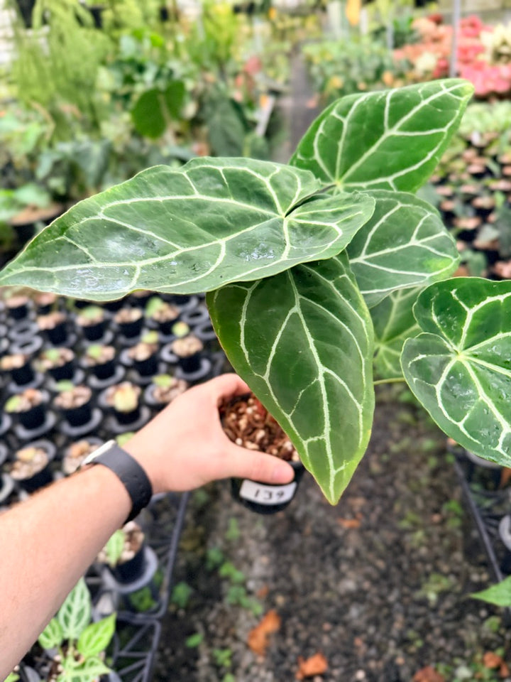 Handpicked #139 - Anthurium Crystallinum - Multi Headed