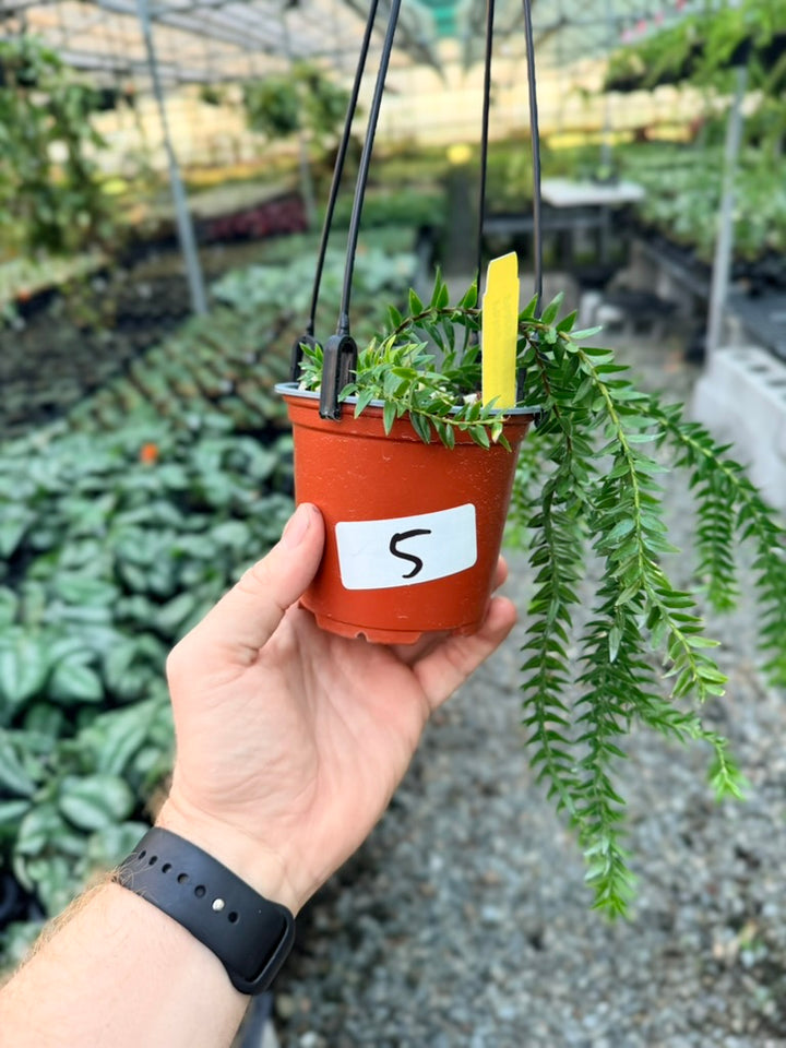 Handpicked #5 - Phlegmariurus Phlegmarioides X Phlegmariurus Ledermannii - Tassel Fern