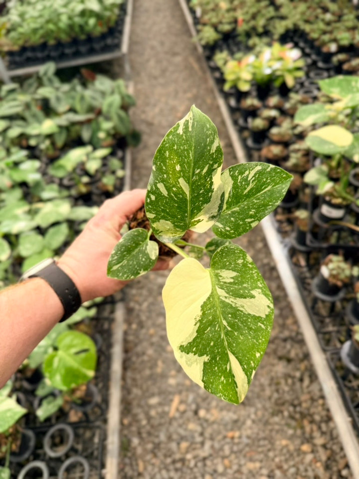 Handpicked #54 - Monstera Deliciosa - Thai Constellation - Double Growth Point
