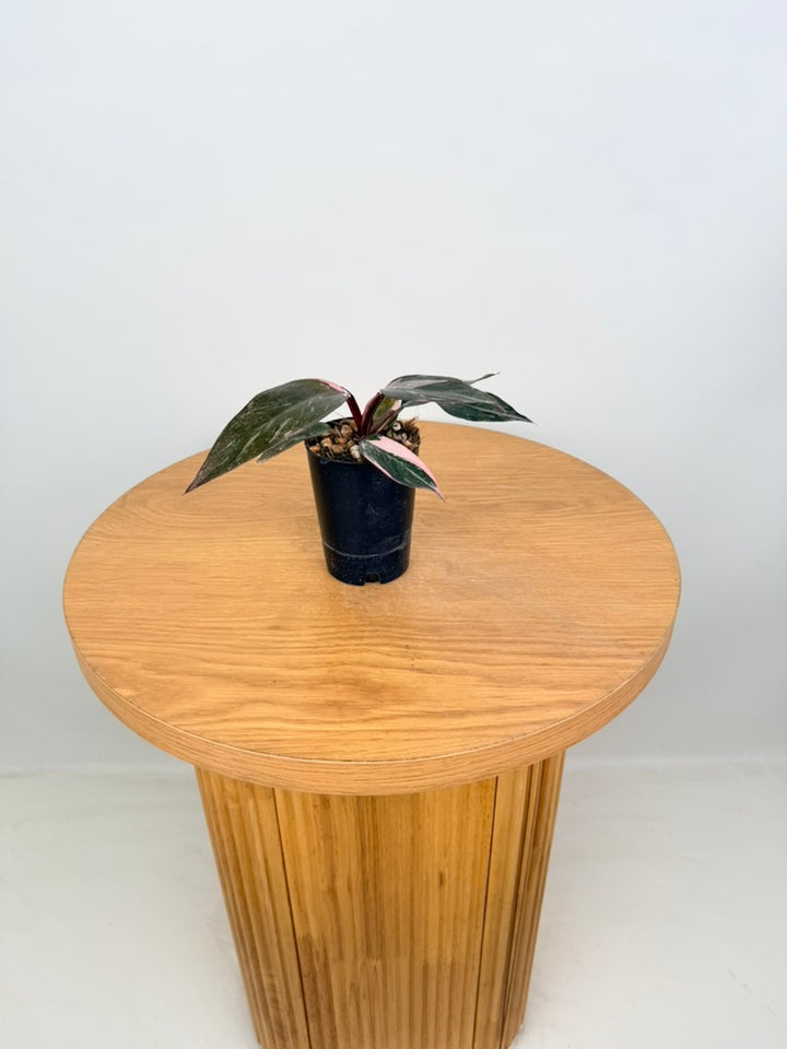 Philodendron Erubescens - Pink Princess Galaxy Marble - Imperfect Foliage