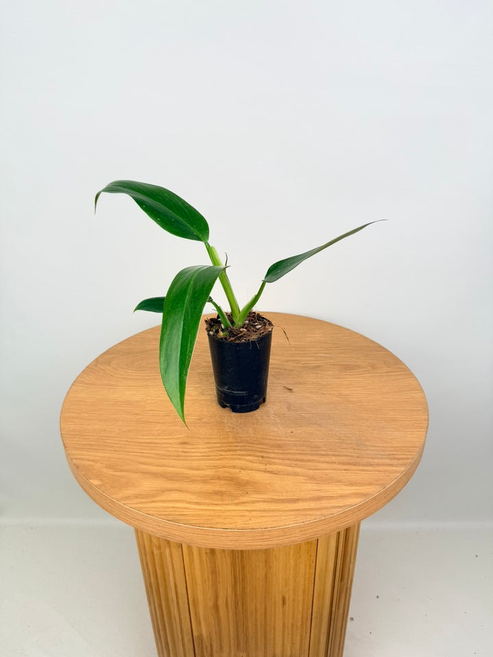 Philodendron Mexicanum