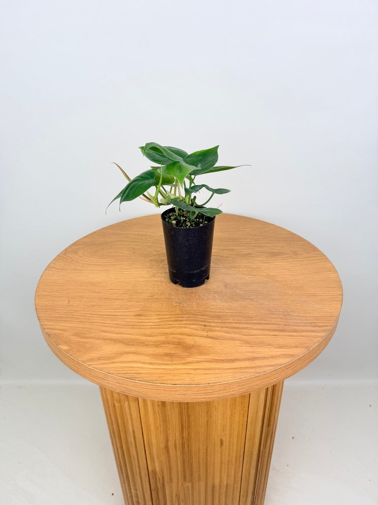 Philodendron Hederaceum Var. Oxycardium Heart Leaf - Green Form