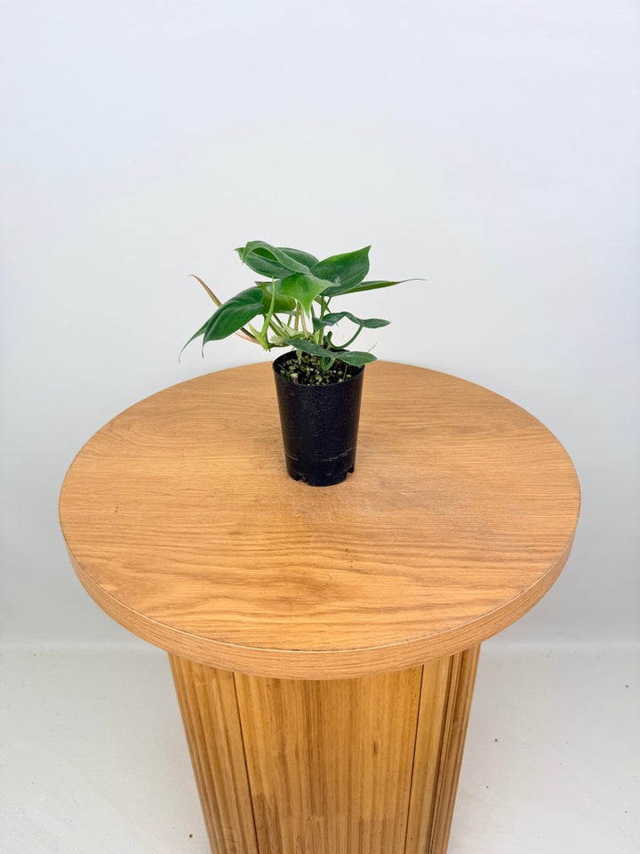 Philodendron Hederaceum Var. Oxycardium Heart Leaf - Green Form