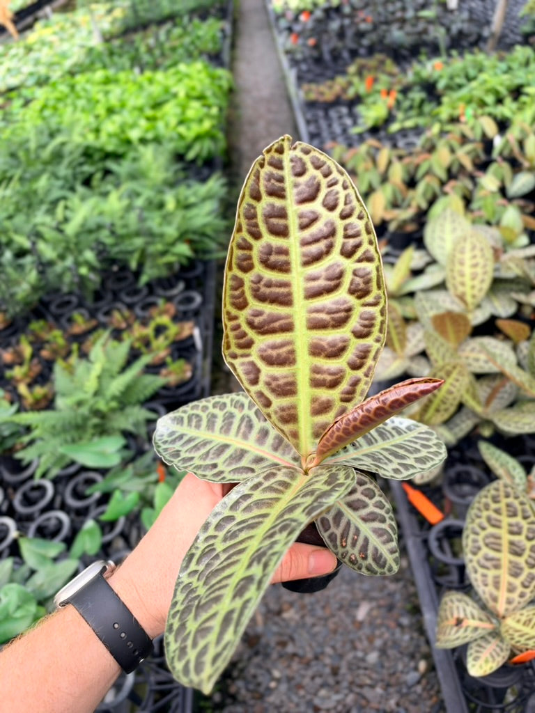 Handpicked #97 - Labisia Beccarii - Turtleback