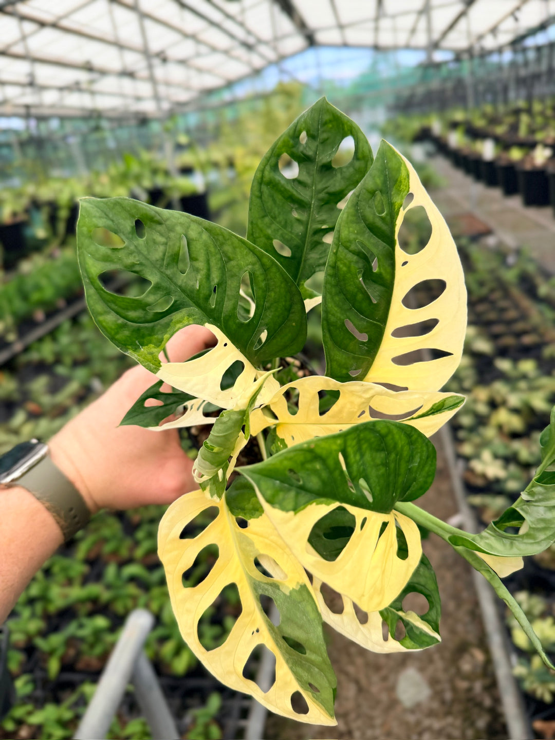 Handpicked #130 - Monstera Adansonii - Monkey Mask - Variegated Albo - Double Planted