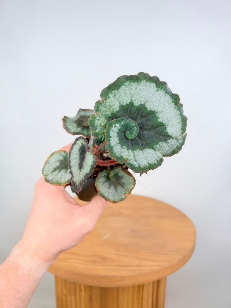 Begonia Rex - Escargot - Imperfect Foliage