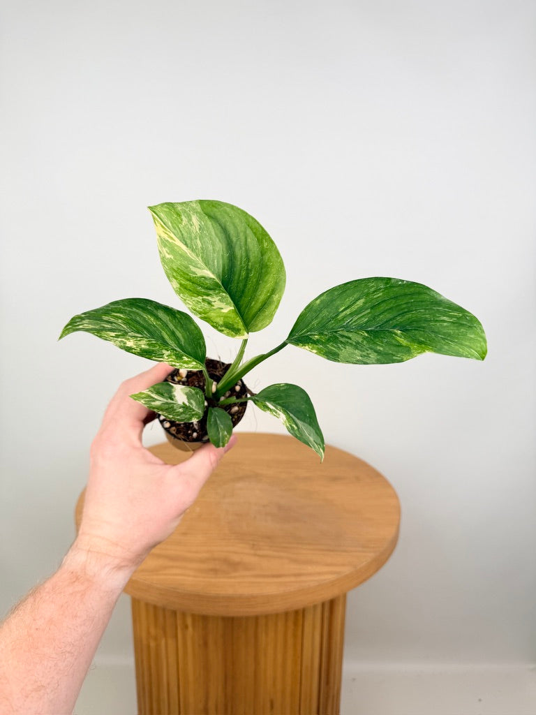 Monstera Lechleriana Variegata
