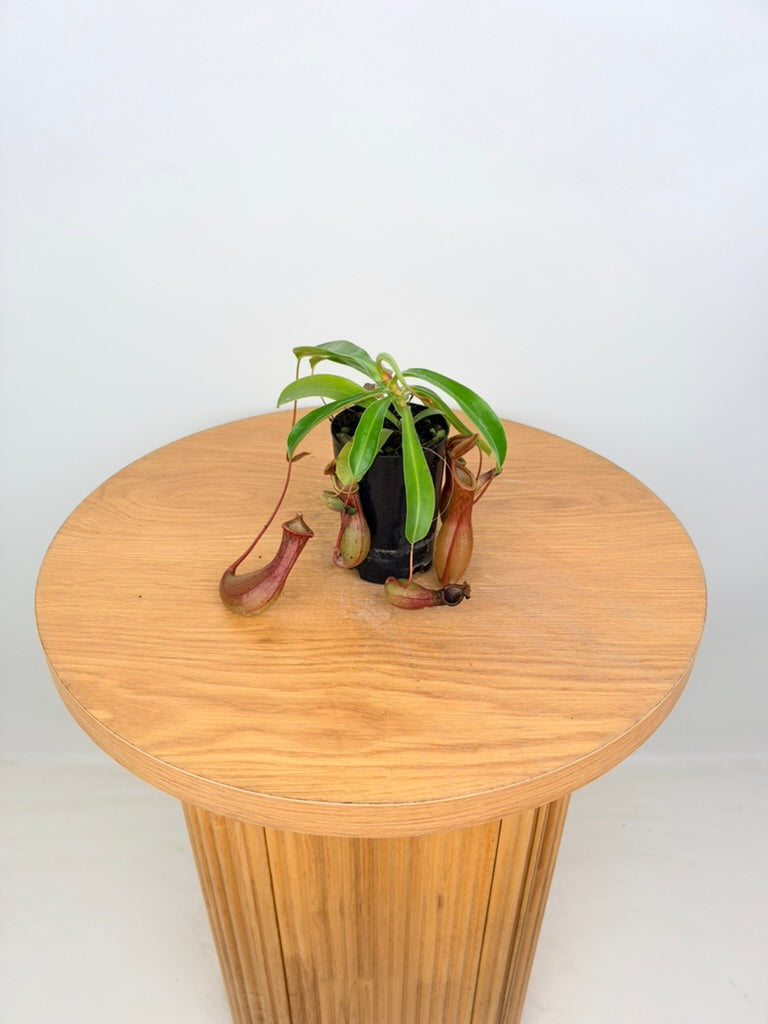 Nepenthes Alata