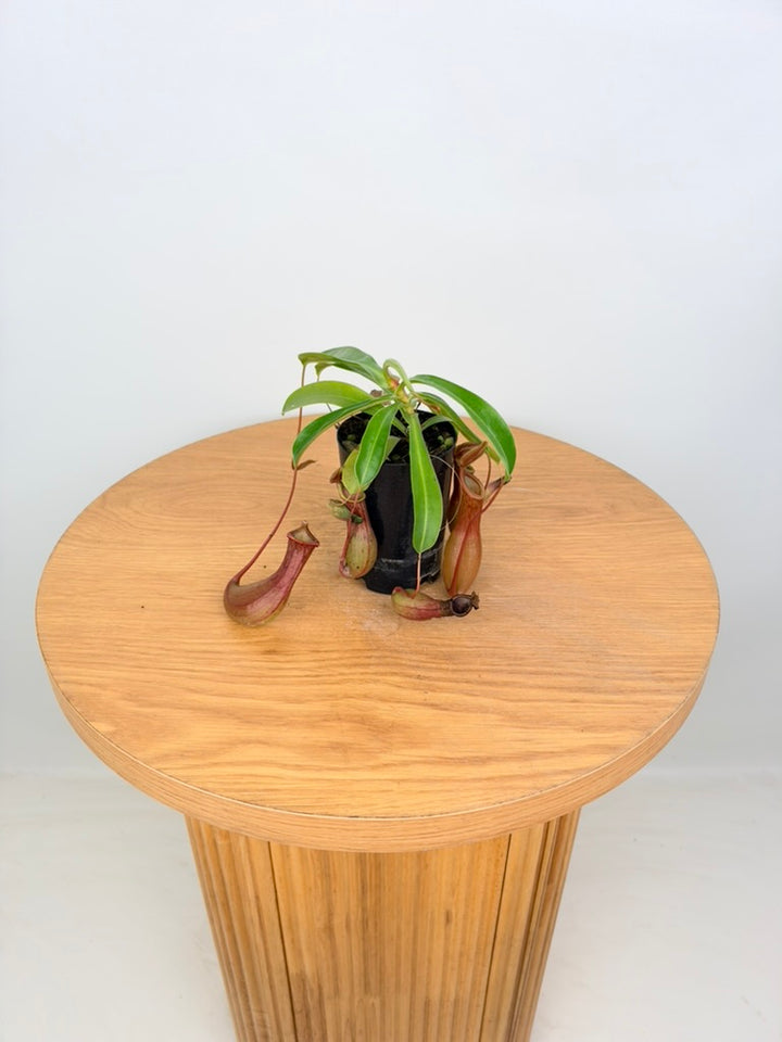 Nepenthes Alata