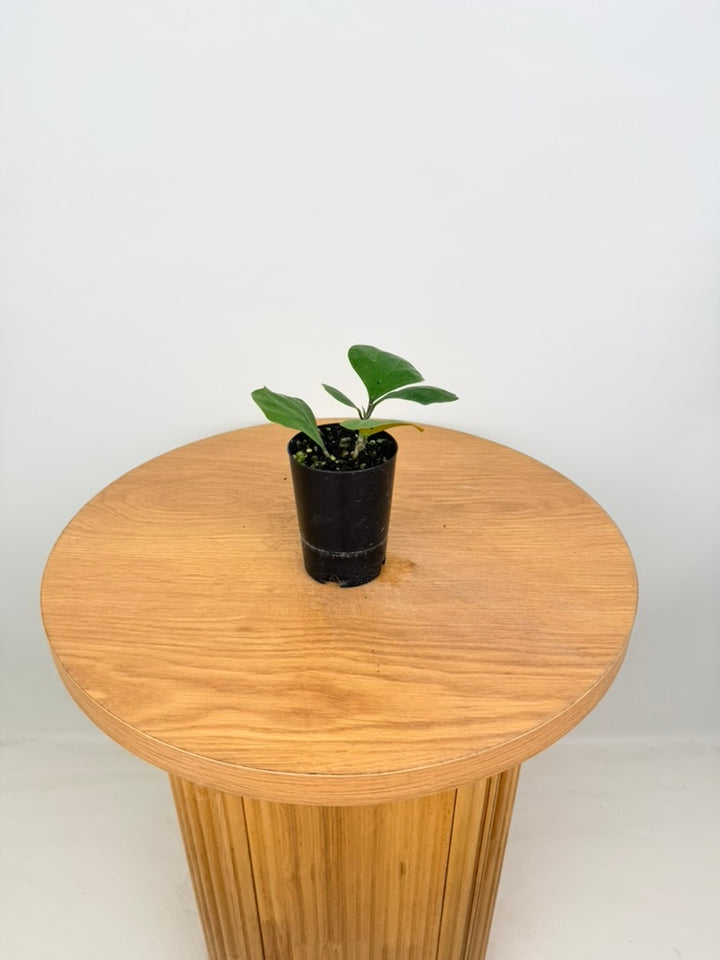 Ficus Deltoidea