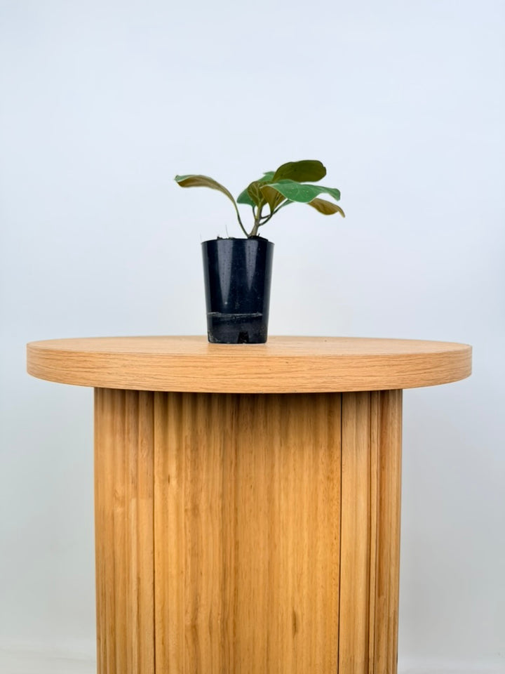 Ficus Deltoidea