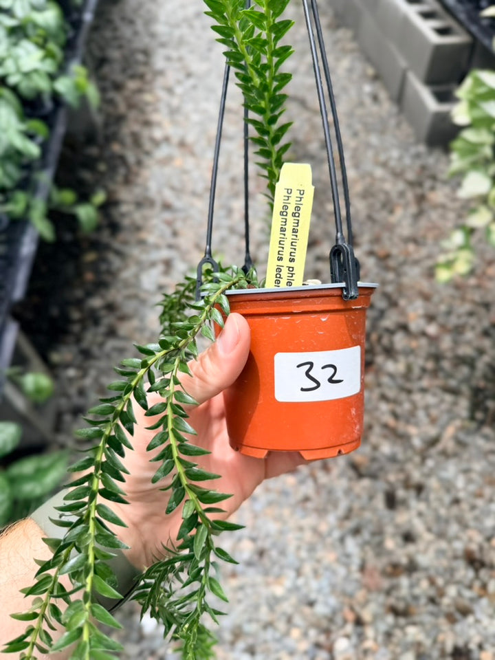 Handpicked #32 - Phlegmariurus Phlegmarioides X Phlegmariurus Ledermannii - Tassel Fern