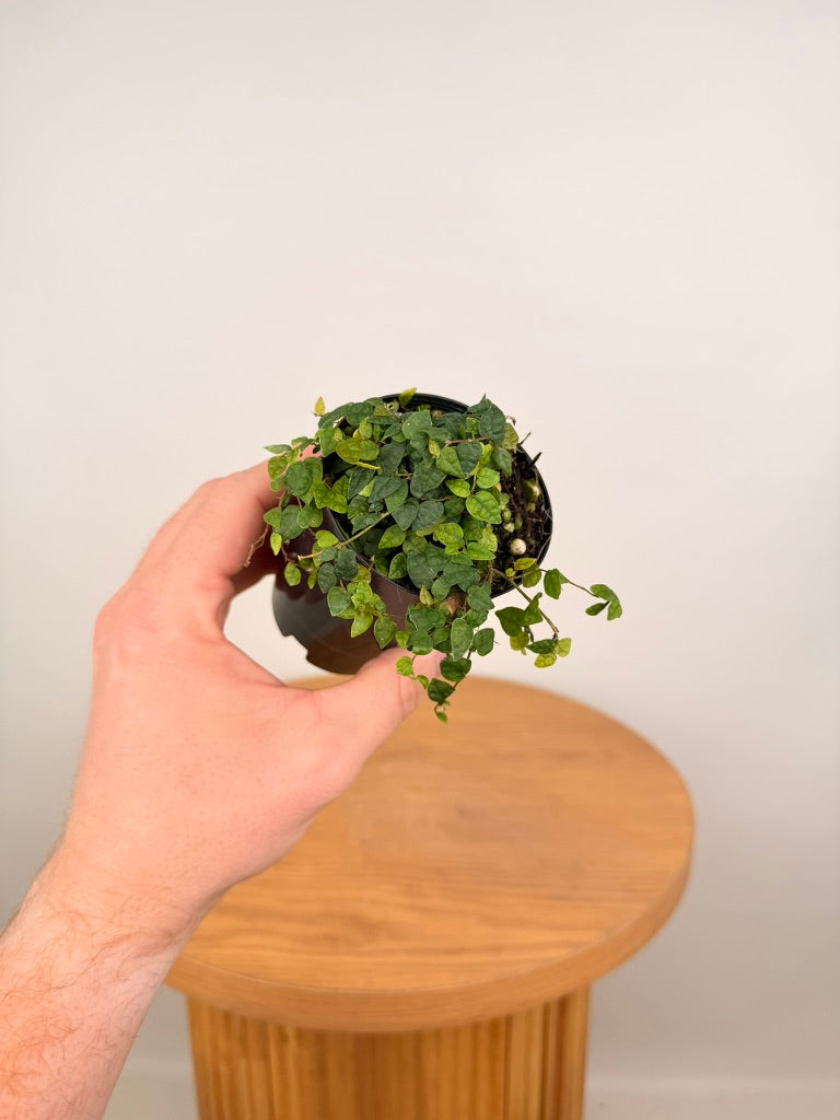 Ficus Pumila - Minima