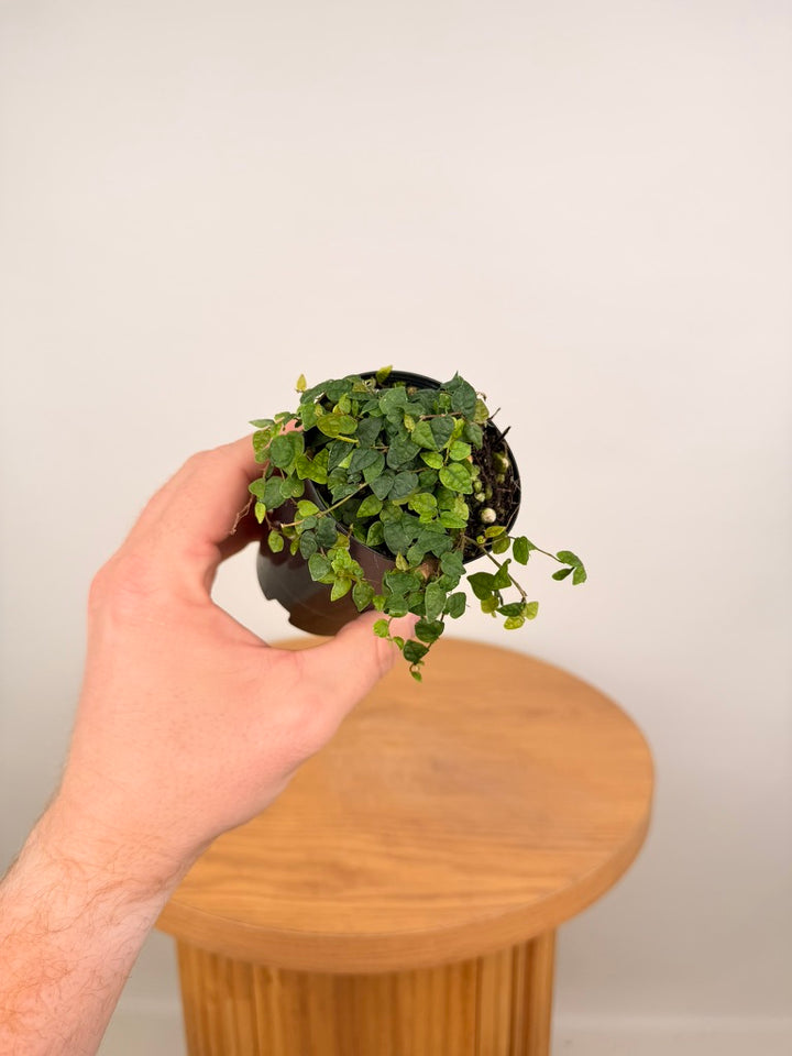 Ficus Pumila - Minima