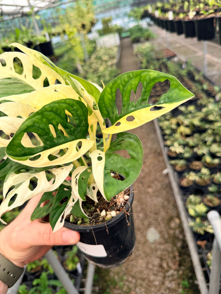 Handpicked #129 - Monstera Adansonii - Monkey Mask - Variegated Albo - Double Planted